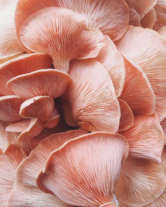 Pink mushrooms