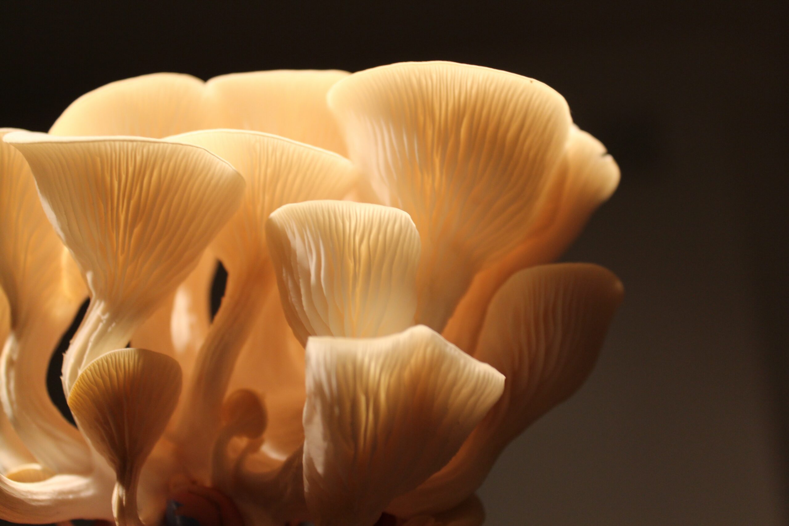 light yellow mushrooms