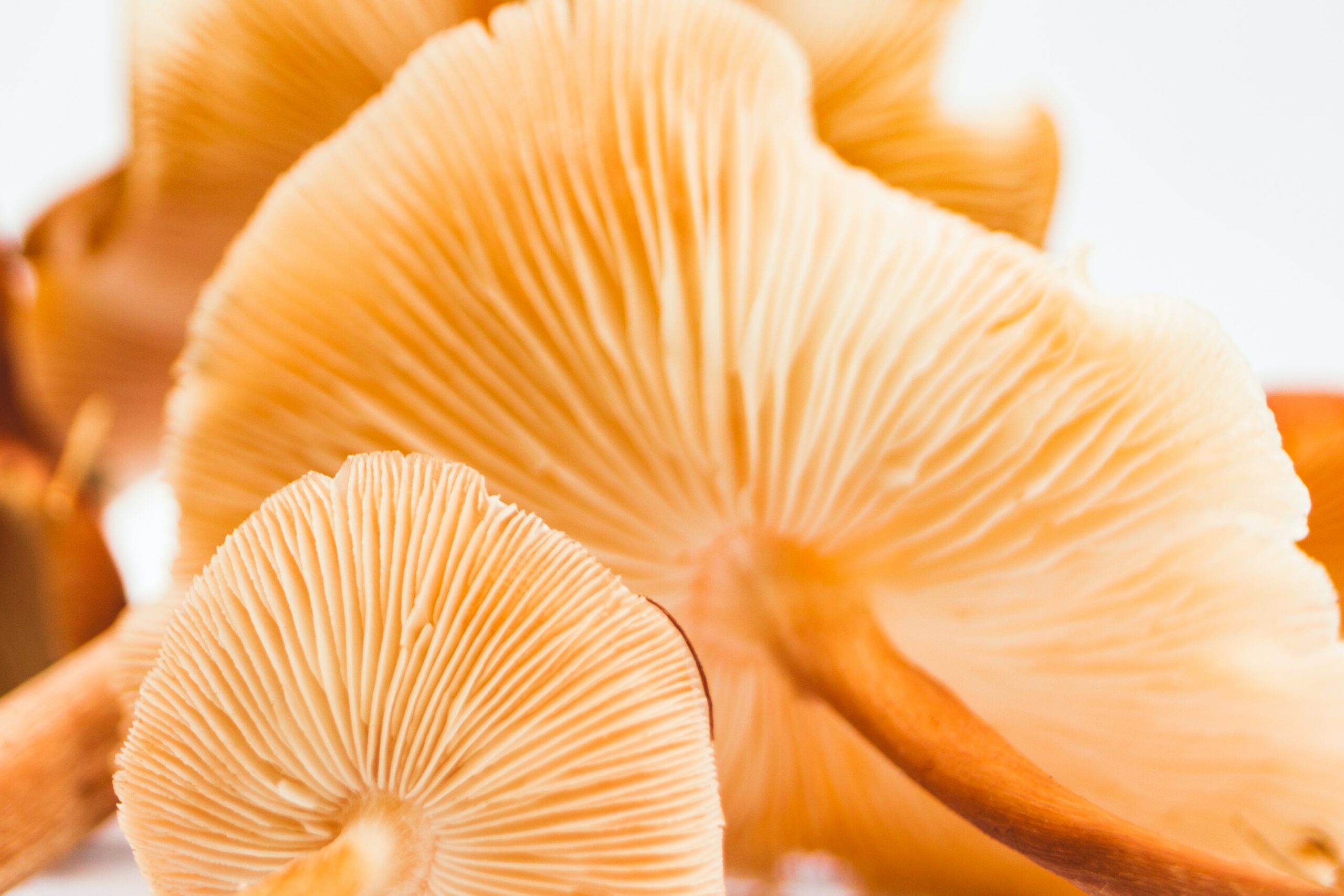 light color mushroom