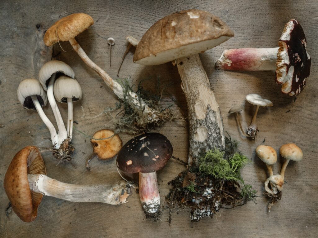 A variety of mushrooms showcased on a wooden table