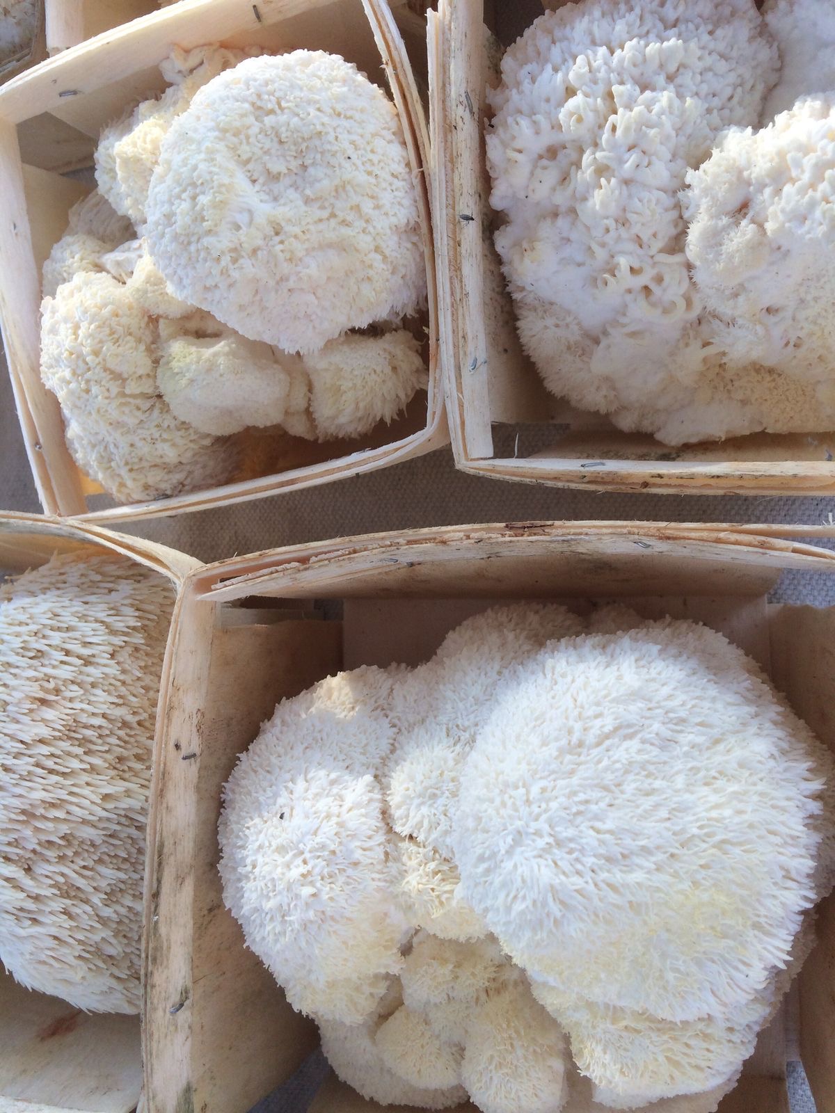 Assorted lion's mane mushrooms in a basket